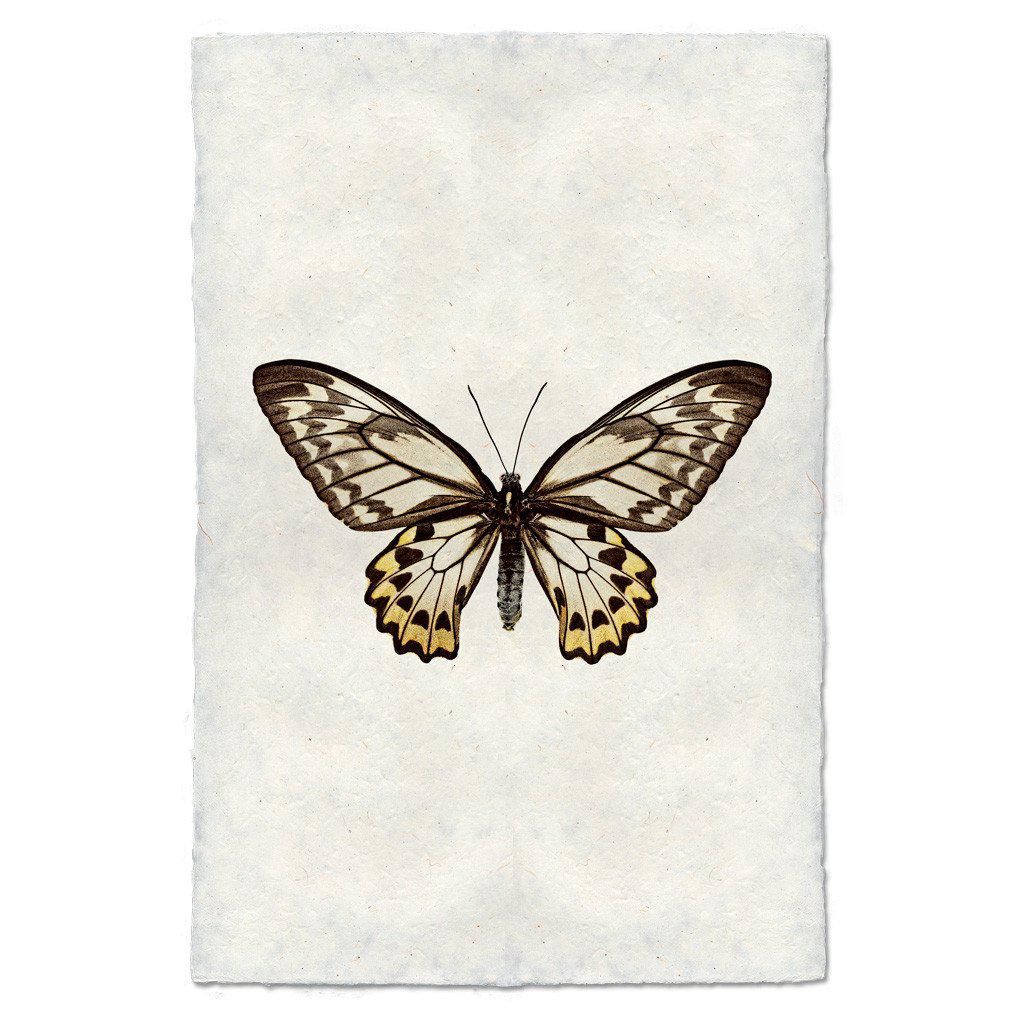 Butterfly #12 Print