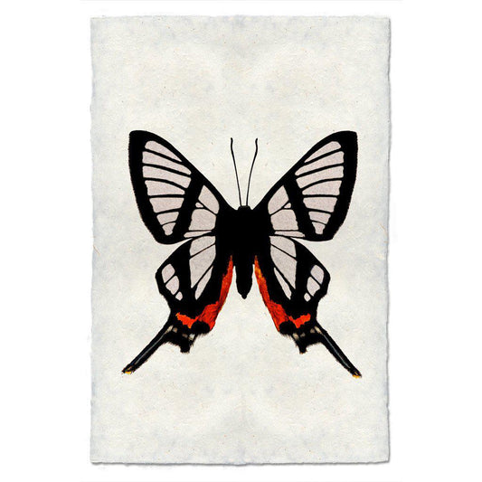 Butterfly #9 Print