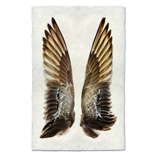 Gadwall Duck Wings Print