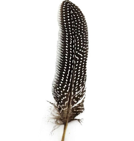 Guineafowl Feather