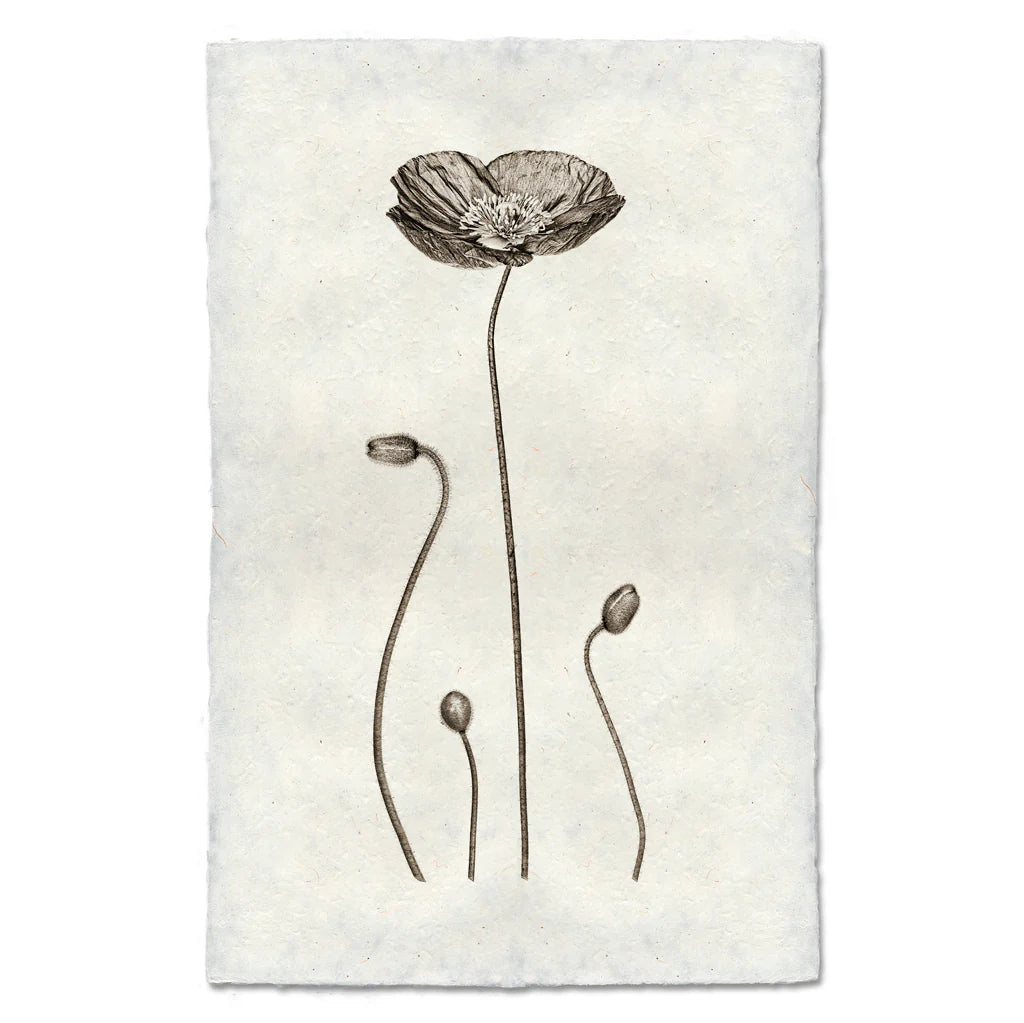 Iceland Poppy Print