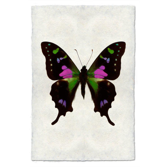 Butterfly #2 Print