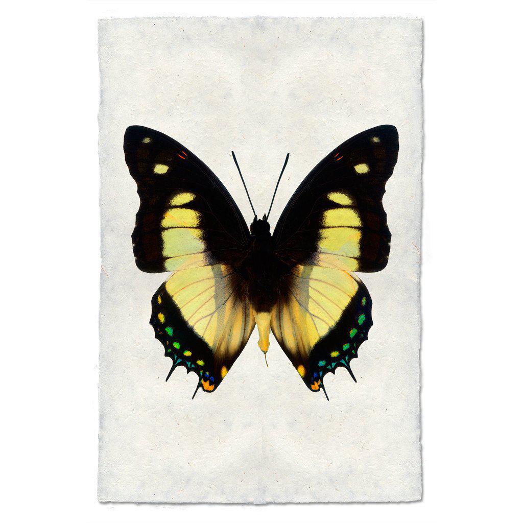 Butterfly #5 Print