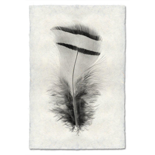 Feather Study #15 Print