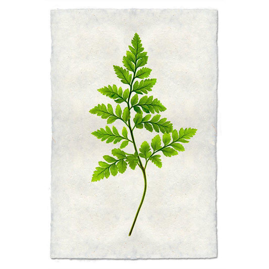 Fern #6 Print