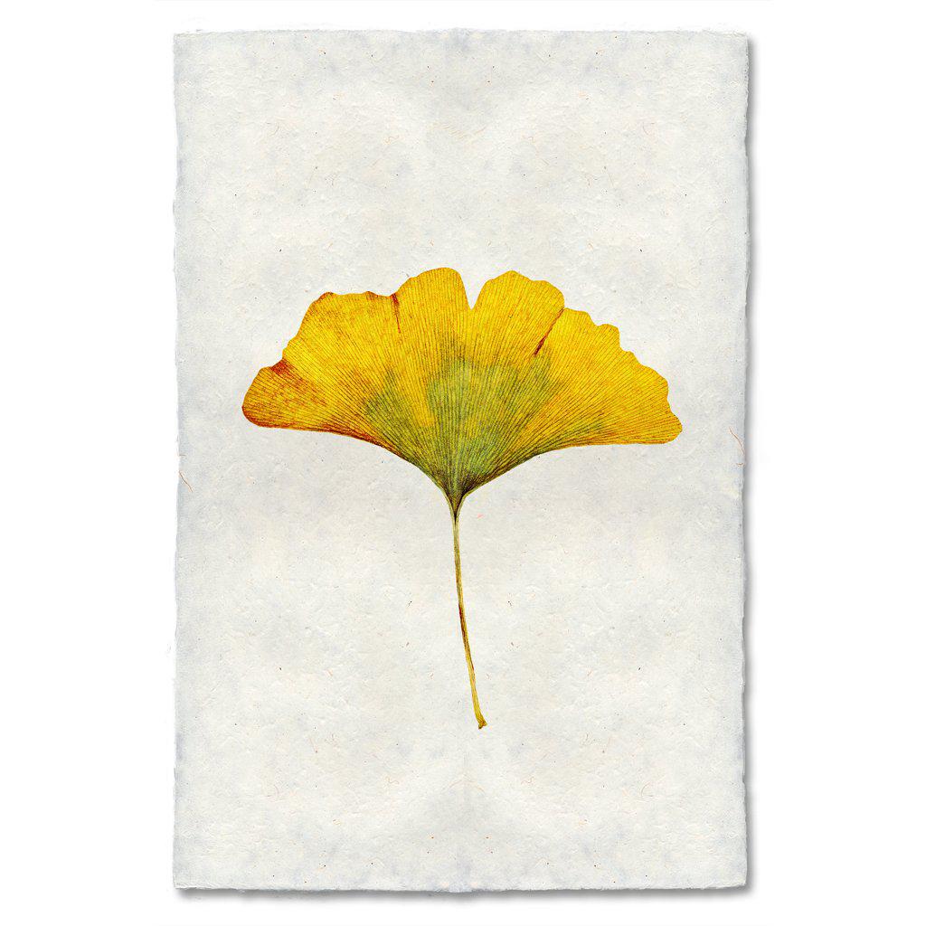 Yellow Ginkgo Print