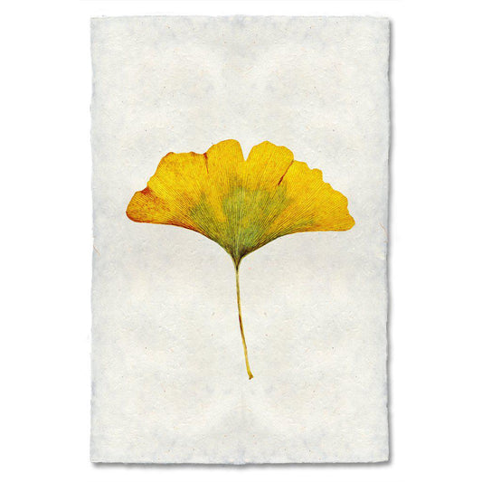 Yellow Ginkgo Print