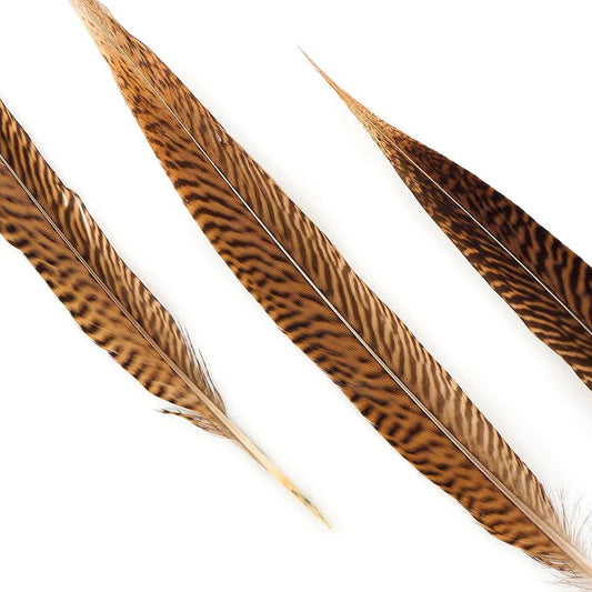 Golden Pheasant Feather