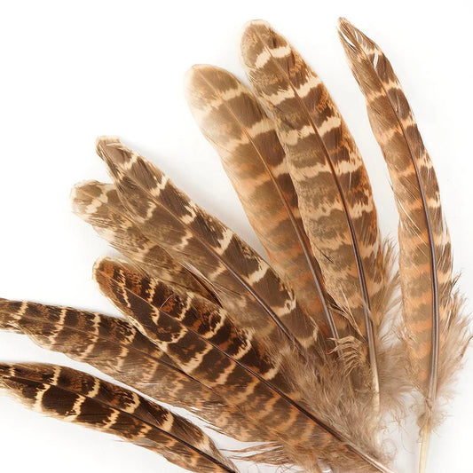 Ringneck Pheasant Feather