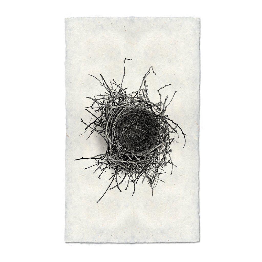 Nest Study #2 Print